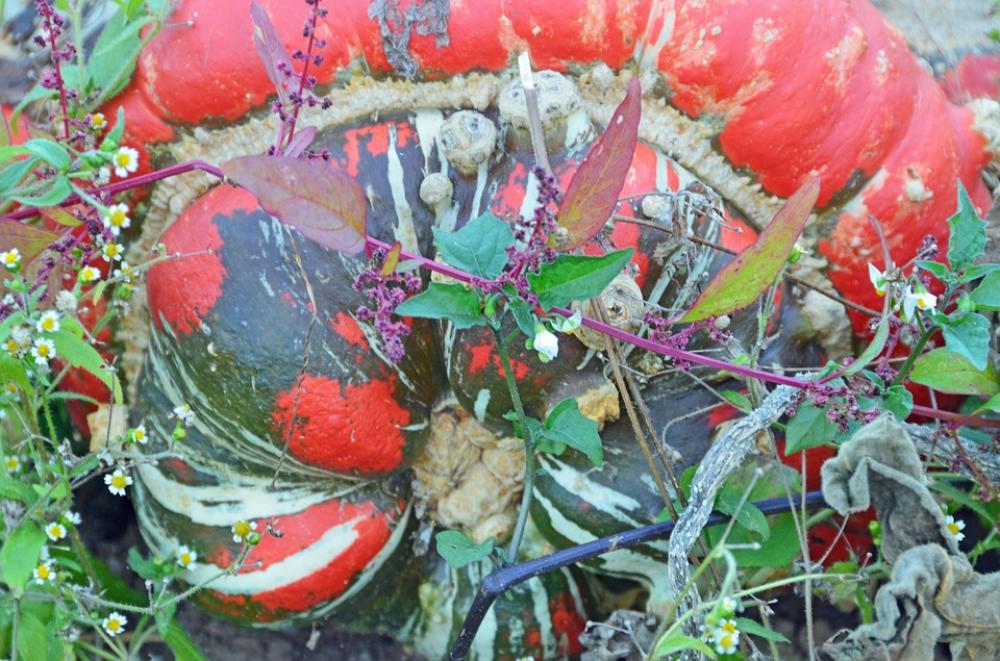 Pumpkin Eat Garden Bio Cultivation Crop Pumpkin Eat Garden Bio Cultivation Crop