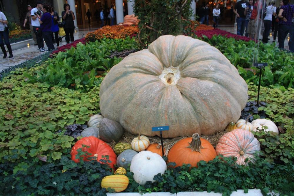 Pumpkin Vegetables Healthy Vitamins Bio Pumpkin Vegetables Healthy Vitamins Bio