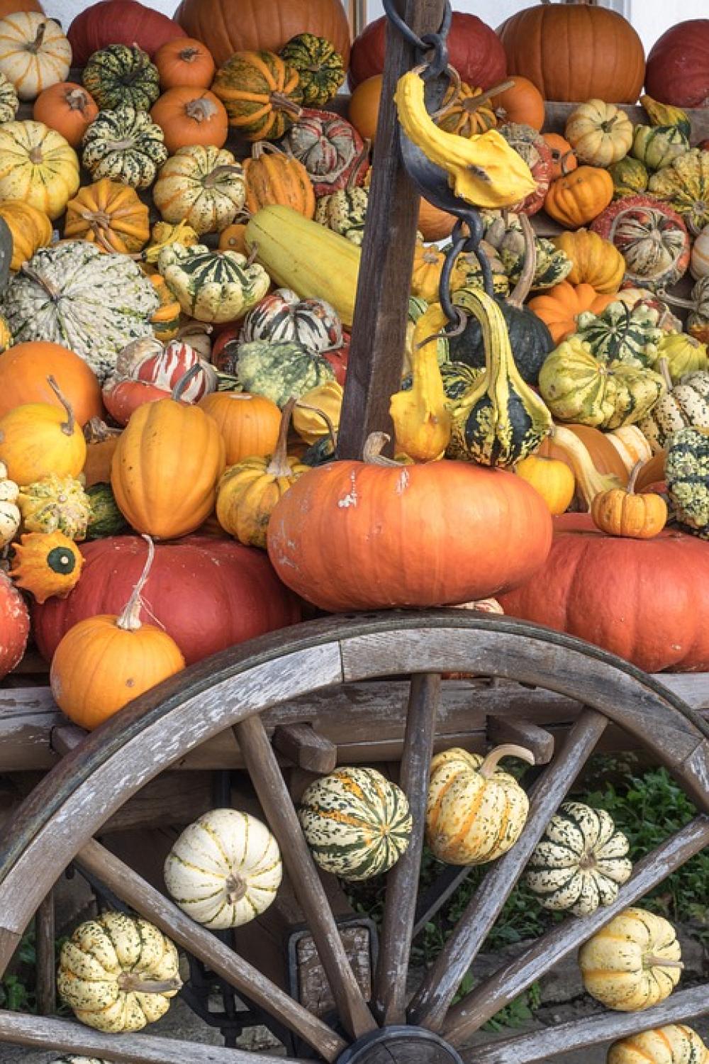 Pumpkins Autumn Orange Yellow Gourd Decoration Pumpkins Autumn Orange Yellow Gourd Decoration