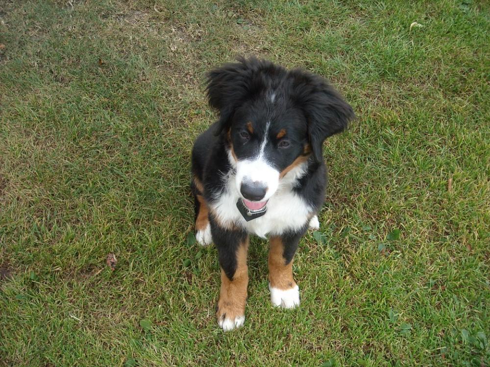 Puppy Bitch Berner Sennen Dog Friend Face Portrait Puppy Bitch Berner Sennen Dog Friend Face Portrait