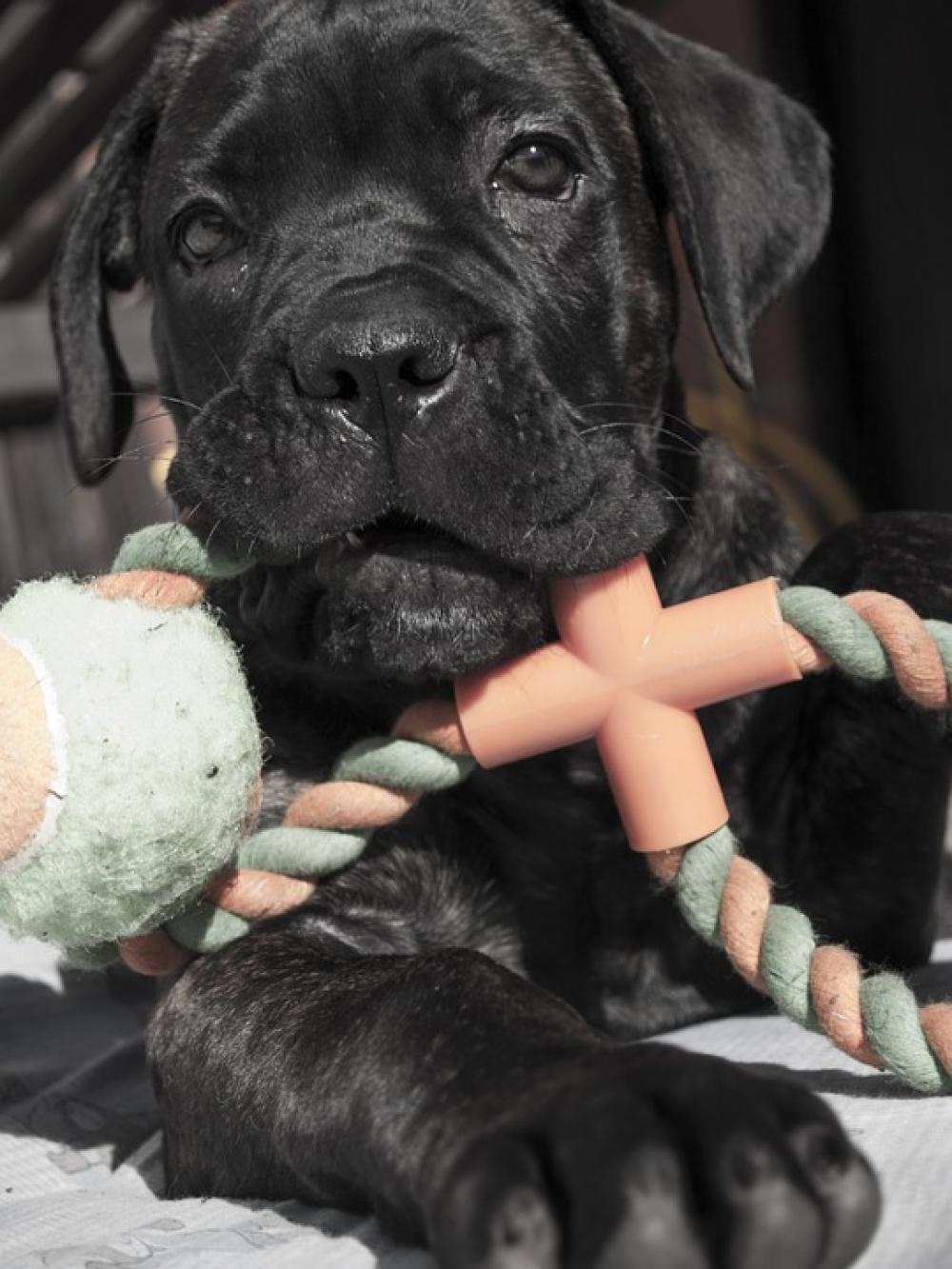 Puppy Animal Animals Dog Cane Corso Puppy Animal Animals Dog Cane Corso