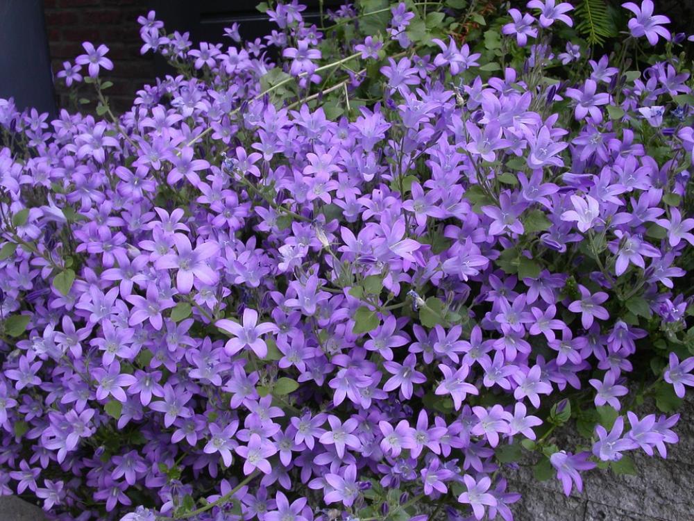 Purple Flower Plants Spring Purple Flower Plants Spring