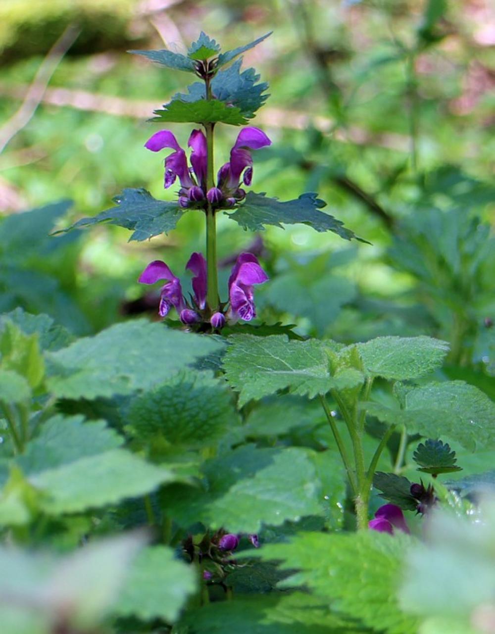 Purple Violet Nettle Dead Nettle Family Purple Violet Nettle Dead Nettle Family