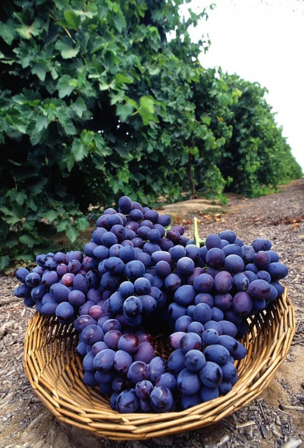 Purple Fresh Fruit Grapes Fruits Plants Flora Purple Fresh Fruit Grapes Fruits Plants Flora