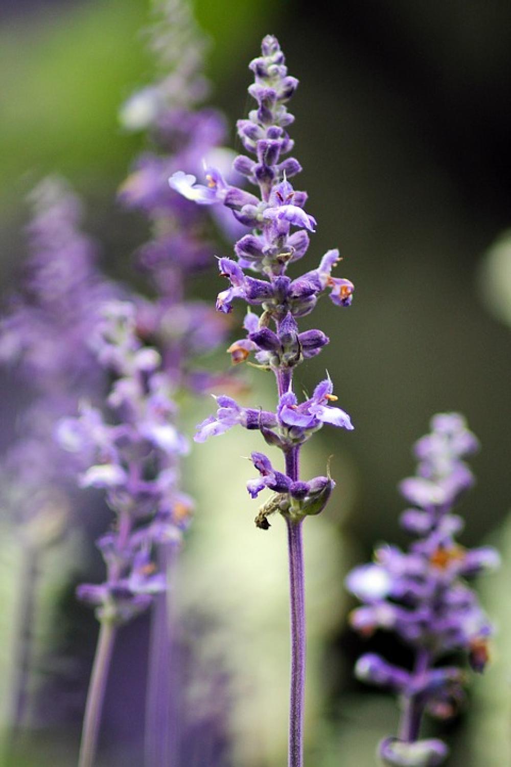 Purple Flower Plant Macro Nature Garden Purple Flower Plant Macro Nature Garden