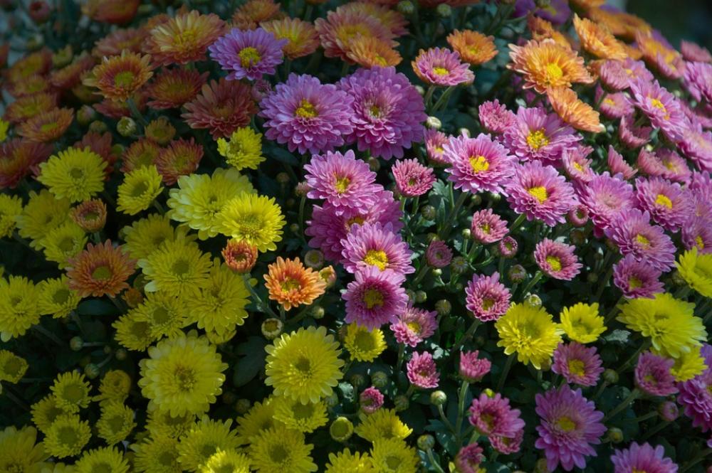 Purple Yellow Garden Flowers Autumn Purple Yellow Garden Flowers Autumn