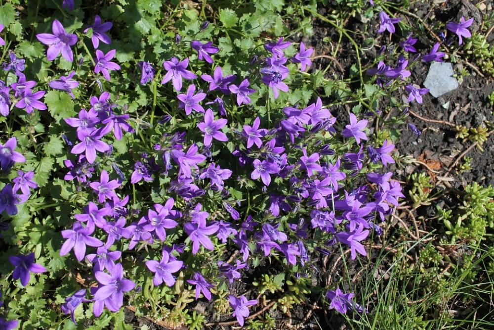 Flowers Purple Plant Nature Garden Flowers Purple Plant Nature Garden