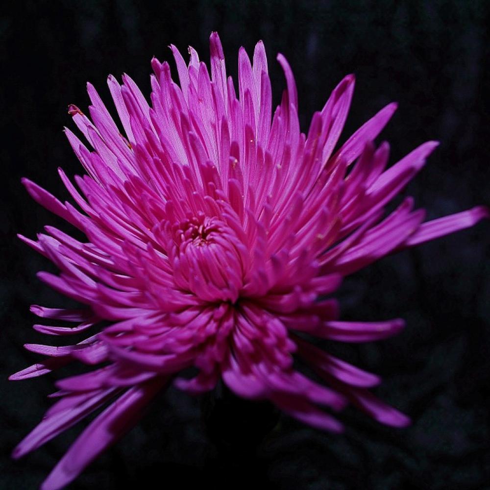 Purple Flower Bloom Flower Floral Blossom Purple Flower Bloom Flower Floral Blossom