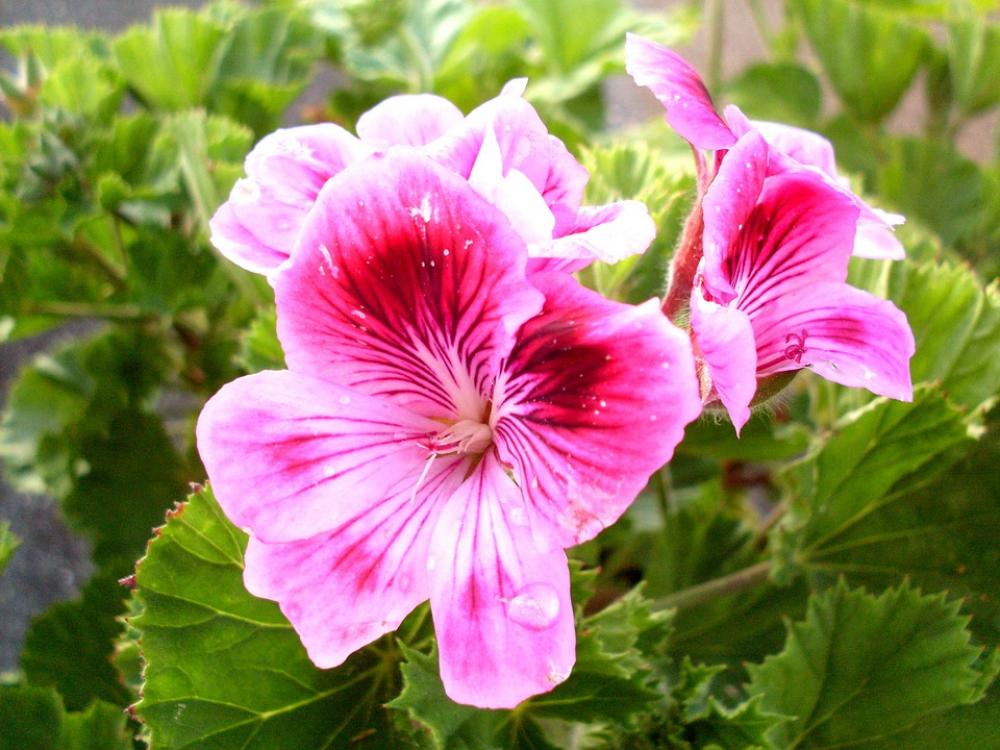 Purple Flower Geranium Flowers Violet Purple Purple Flower Geranium Flowers Violet Purple