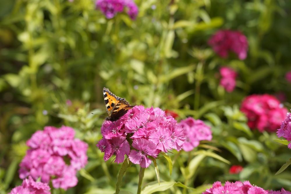 Pussy Toes Everlasting Flowers Garden Butterfly Pussy Toes Everlasting Flowers Garden Butterfly