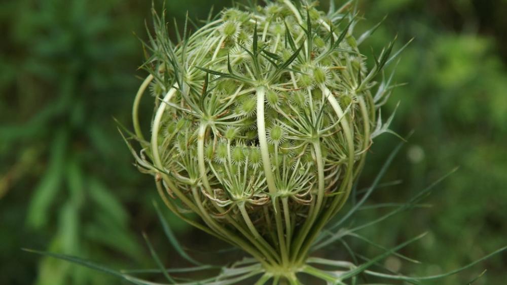Queen Anne'S Lace Flower Daucus Carota Wild Carrot Queen Anne'S Lace Flower Daucus Carota Wild Carrot