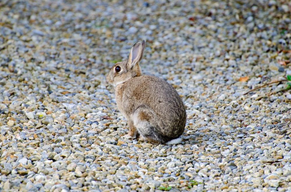 Rabbit Mammal Brown Bunny Grass Gray Munch Rabbit Mammal Brown Bunny Grass Gray Munch