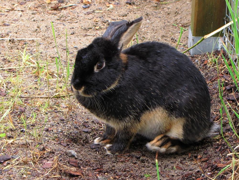 Rabbit Oryctolagus Pet Animal Rabbit Oryctolagus Pet Animal