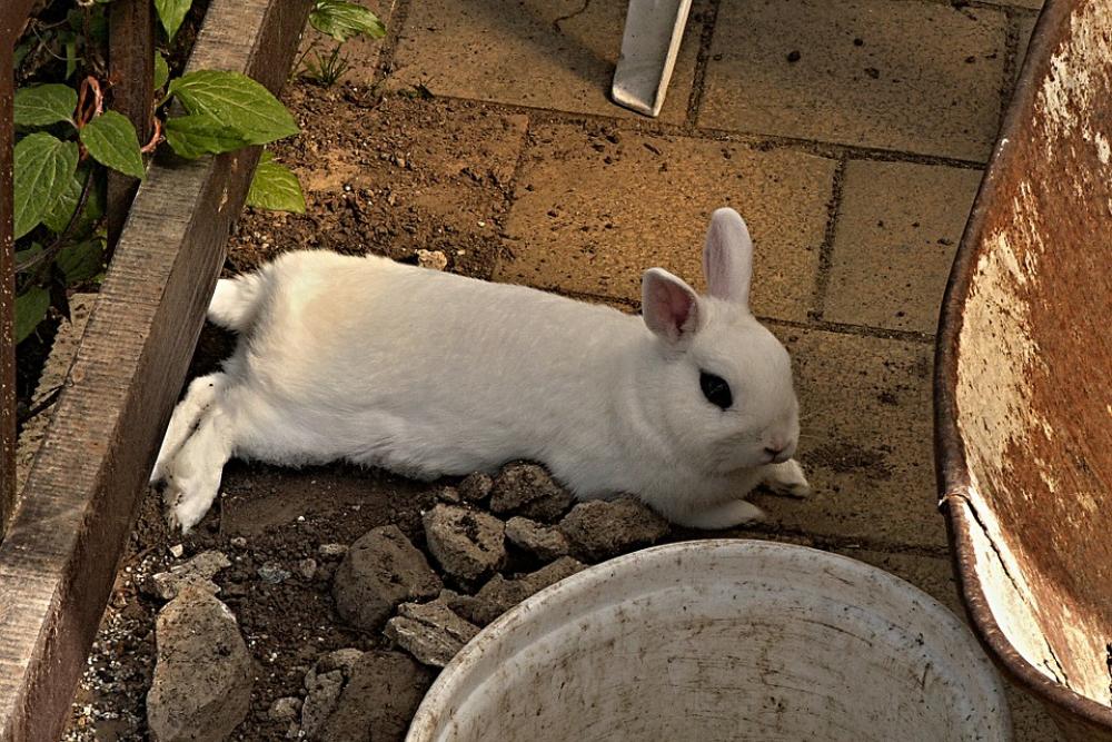 Rabbit Stunted White Lying Pet Lawn Bucket Rabbit Stunted White Lying Pet Lawn Bucket