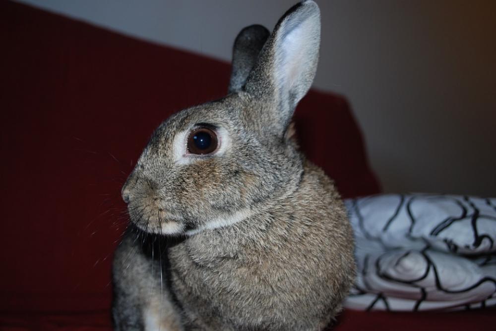 Rabbit Pets Portrait Rabbit Pets Portrait