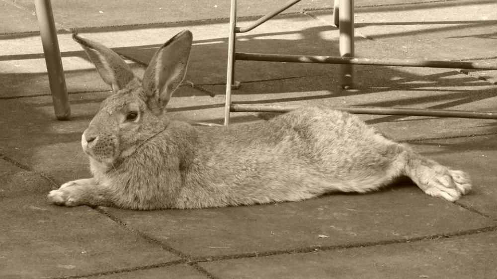 Rabbit Animal Hare Pet Nager Ears Rest Rabbit Animal Hare Pet Nager Ears Rest