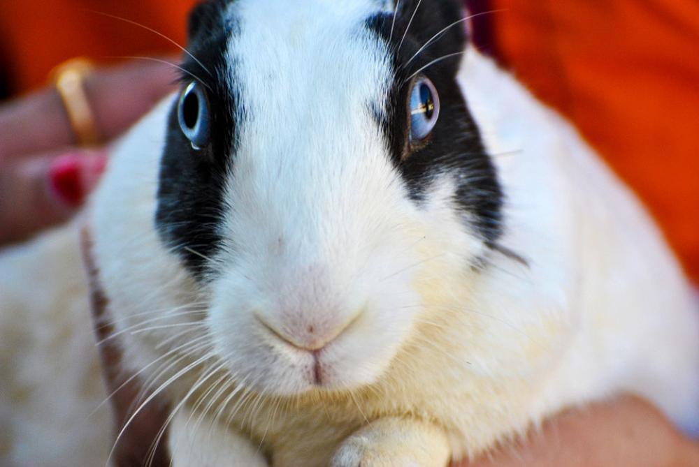 Rabbit White Black Hare Bunny Animal Animals Rabbit White Black Hare Bunny Animal Animals