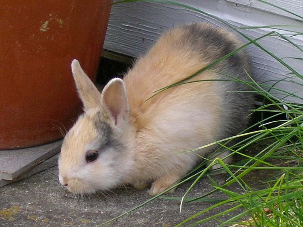 Rabbits Hare Pet Munchkins Rabbits Hare Pet Munchkins