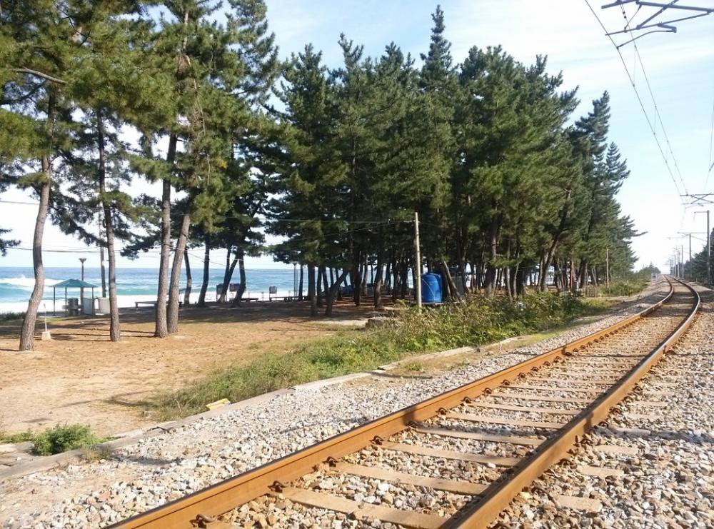 Railway Pine Sea Railway Pine Sea