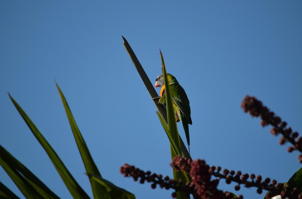 Rainbow Lorikeet Bird Sky Feather Nature Wings Rainbow Lorikeet Bird Sky Feather Nature Wings