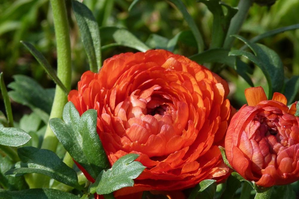 Ranunculus Flower Red Spring Blossom Bloom Ranunculus Flower Red Spring Blossom Bloom