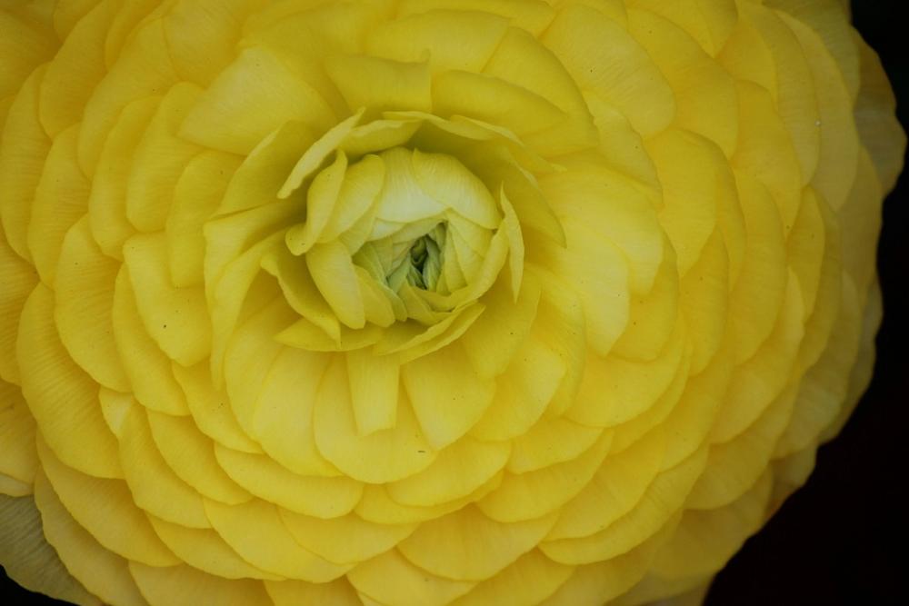 Ranunculus Flower Vibrant Yellow Ranunculus Flower Ranunculus Flower Vibrant Yellow Ranunculus Flower