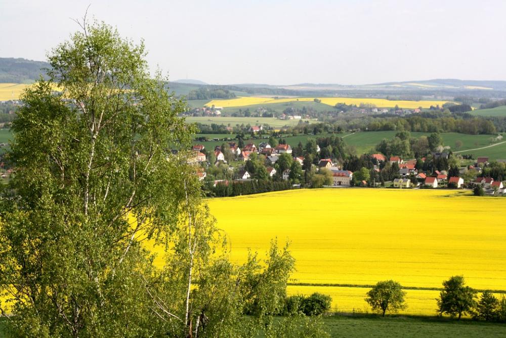 Rape Blossom Landscape Yellow Field Of Rapeseeds Rape Blossom Landscape Yellow Field Of Rapeseeds