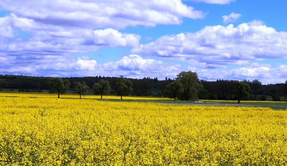 Rapeseed Colza Canola Field Flowers Yellow Clouds Rapeseed Colza Canola Field Flowers Yellow Clouds