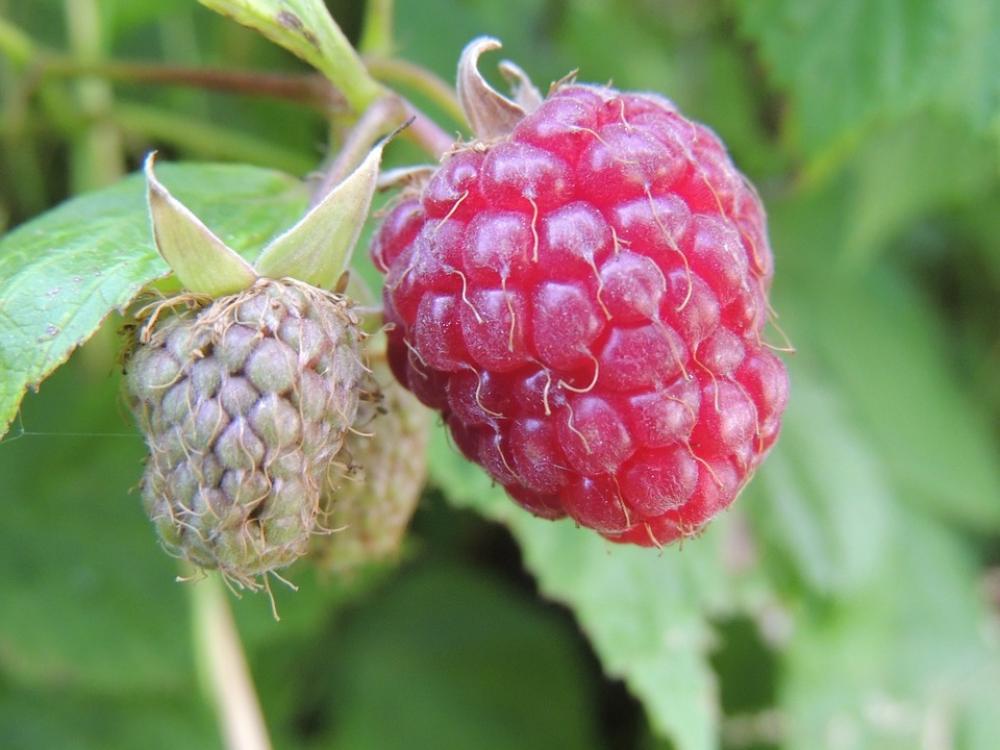Raspberry Bay Plants Garden Spring Red Raspberry Bay Plants Garden Spring Red