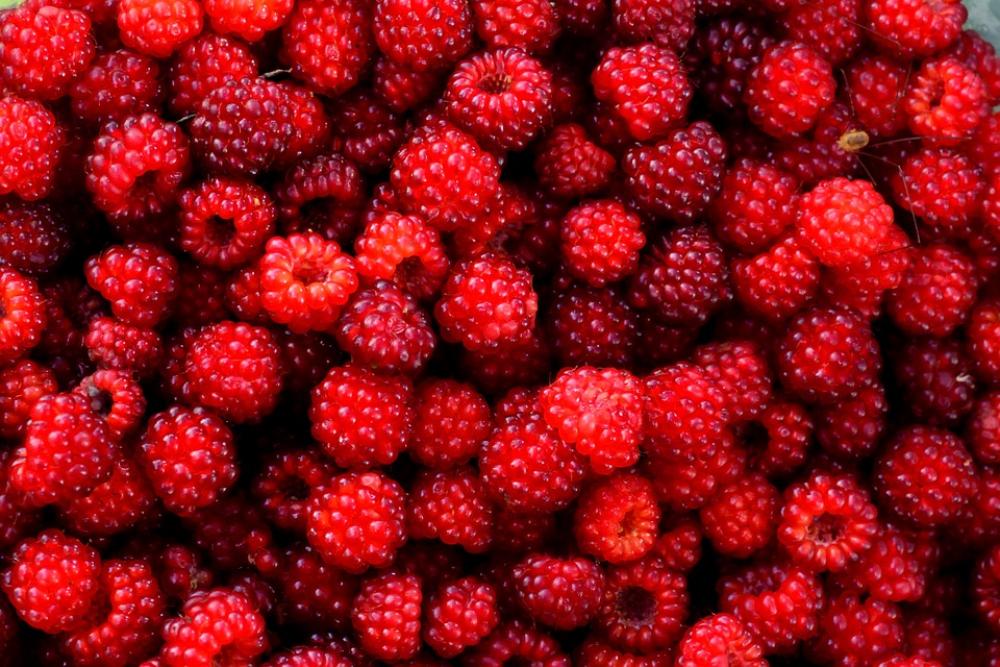 Raspberry Red Berry Fruit Wild Gather Plant Raspberry Red Berry Fruit Wild Gather Plant