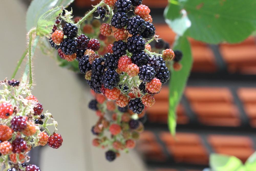 Raspberry Berry Fruit Red Raspberry Berry Fruit Red