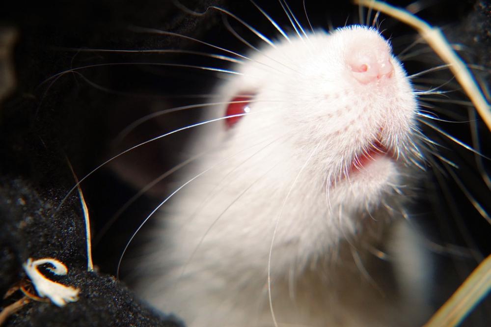 Rat White Female Laboratory Head Nose Prey Rat White Female Laboratory Head Nose Prey