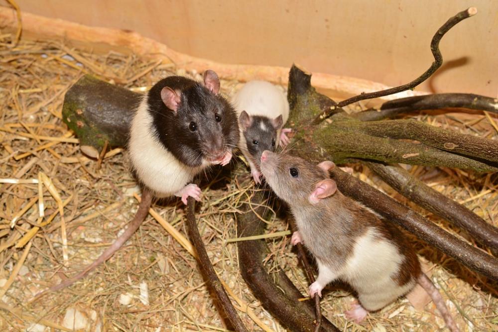Rat Animal Rodent Image Color Rat Rat Animal Rodent Image Color Rat