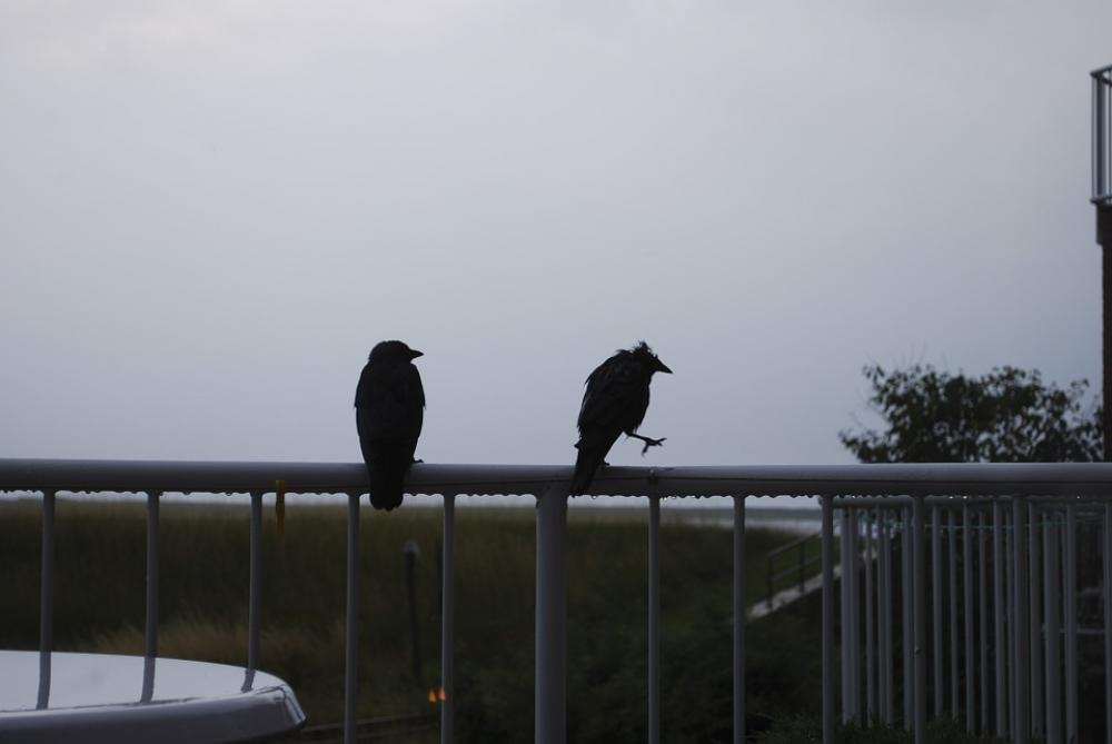 Raven Wet Rain Brothers Parapet Rod Railing Raven Wet Rain Brothers Parapet Rod Railing