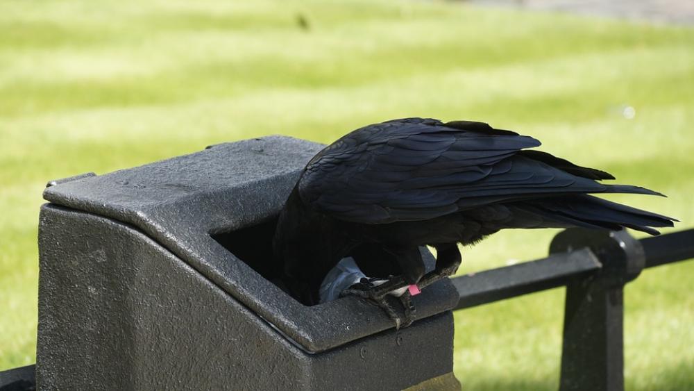 Raven Blackbird Bird Litter Food Foraging Animal Raven Blackbird Bird Litter Food Foraging Animal
