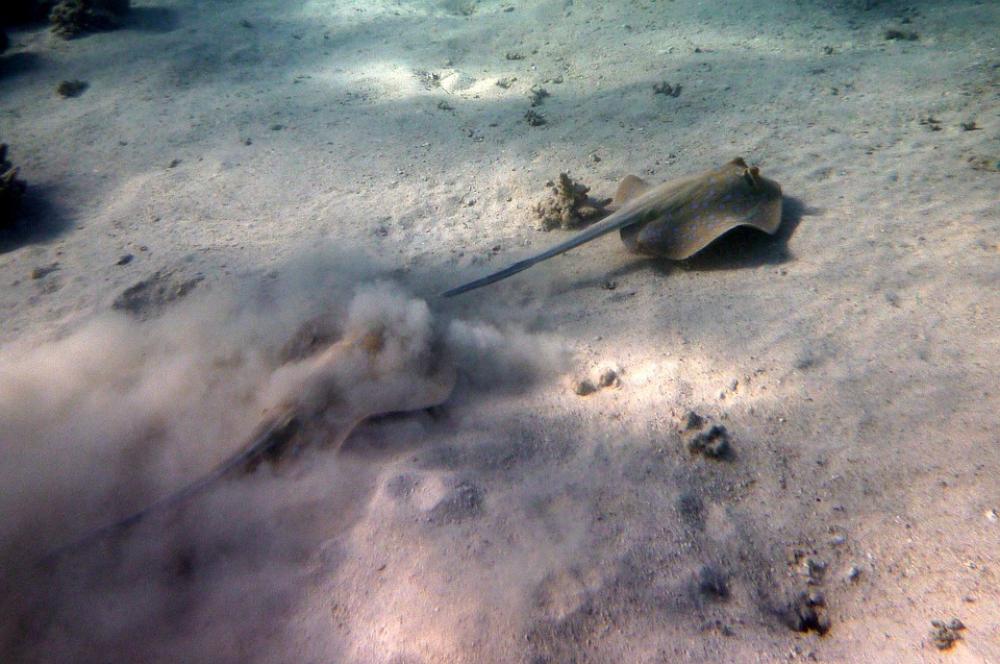 Rays Escape Taeniura Lymma Egypt Water Underwater Rays Escape Taeniura Lymma Egypt Water Underwater