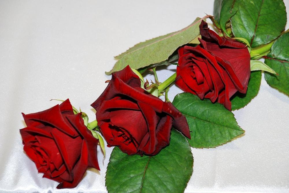 Red Rose Red Roses Flowers Flower Flora Red Rose Red Roses Flowers Flower Flora