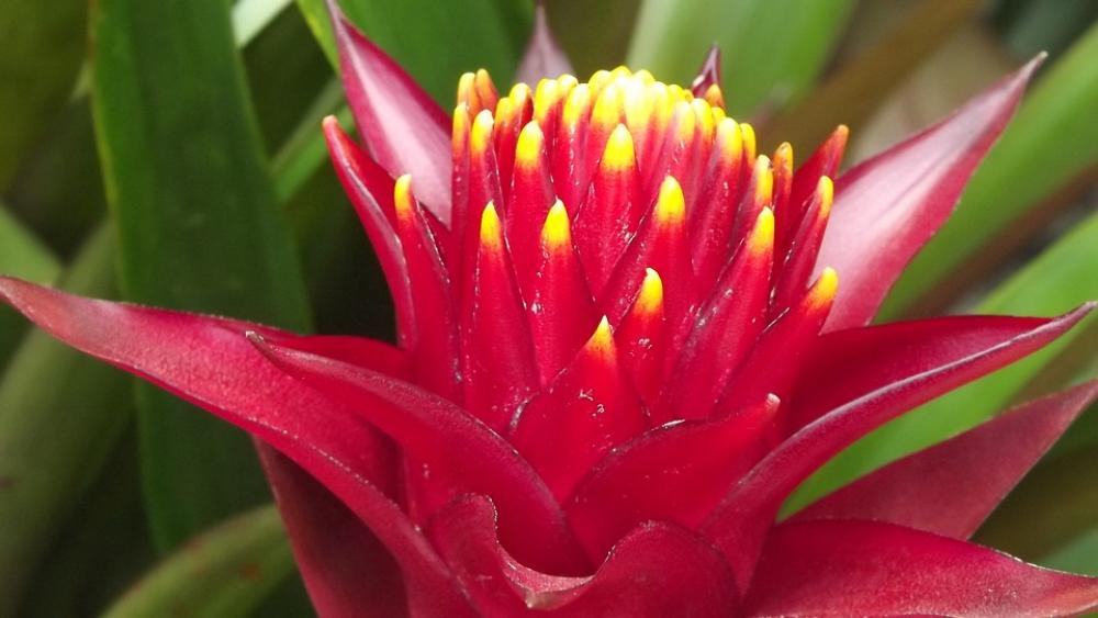 Red Flower Exotic Hot Brightness Intense Colorful Red Flower Exotic Hot Brightness Intense Colorful