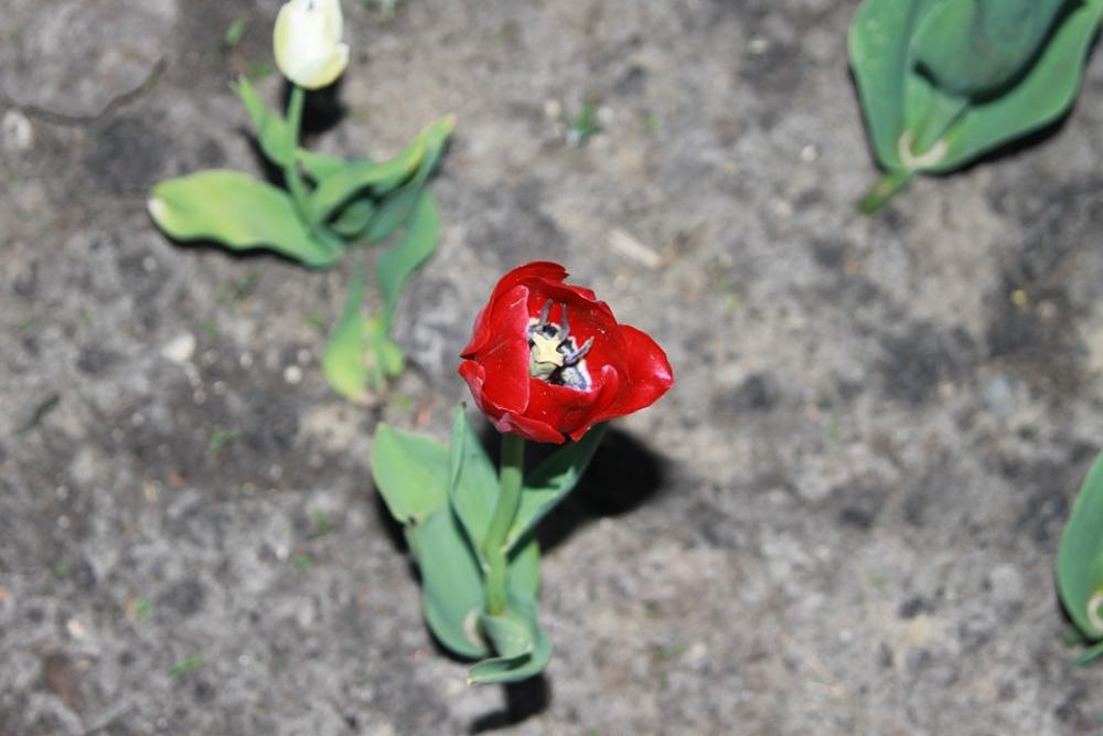 Red Tulip Bright Spring Nature Red Tulip Bright Spring Nature