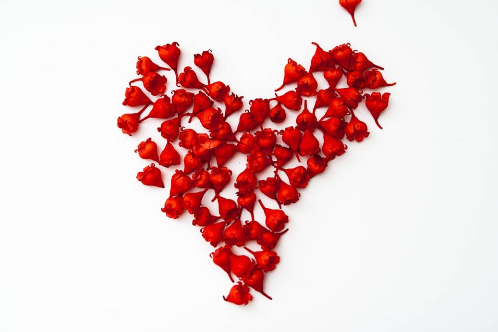 Red Flower Flowers Nature Love Valentine'S Day Red Flower Flowers Nature Love Valentine'S Day