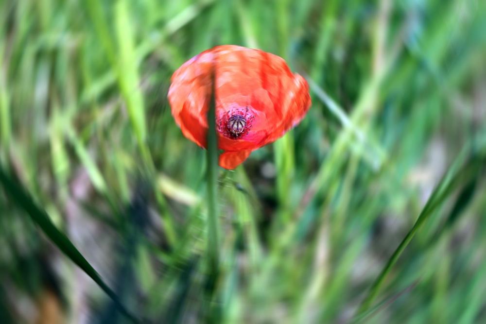 Red Poppy Abstract Nature Green Summer Red Poppy Abstract Nature Green Summer