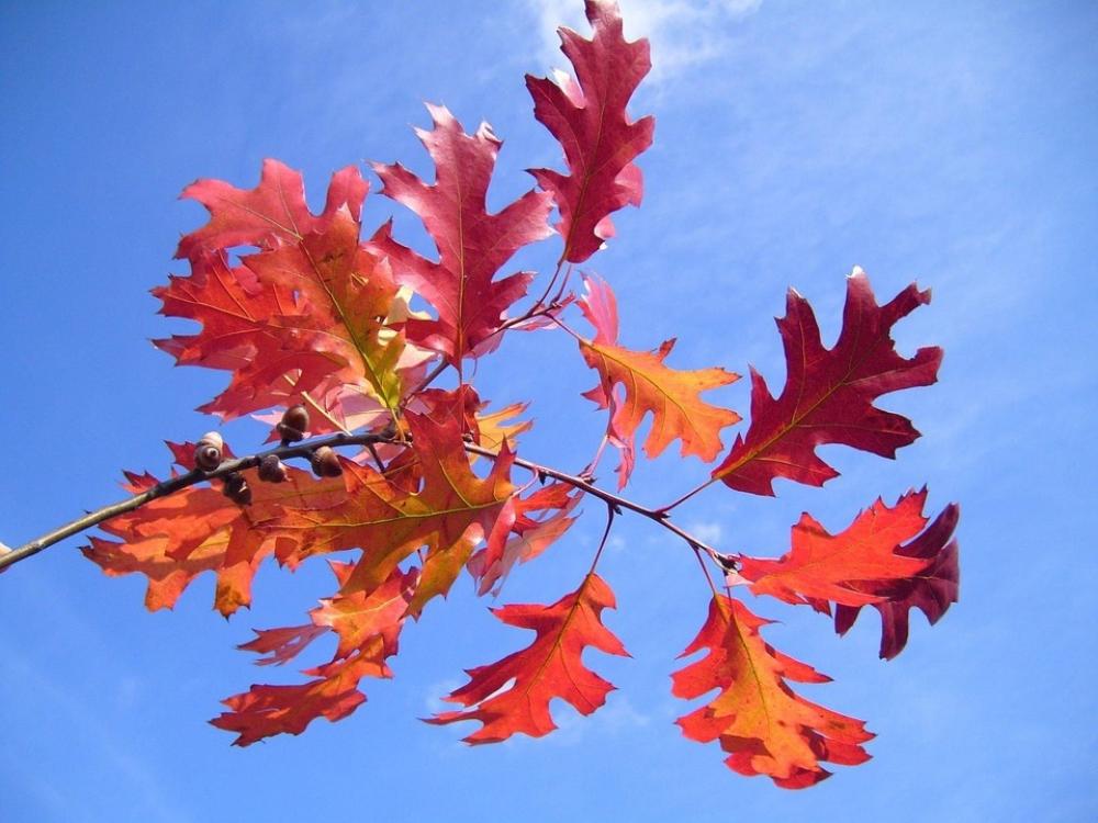 Red Autumn Landscapes Nature Red Autumn Landscapes Nature