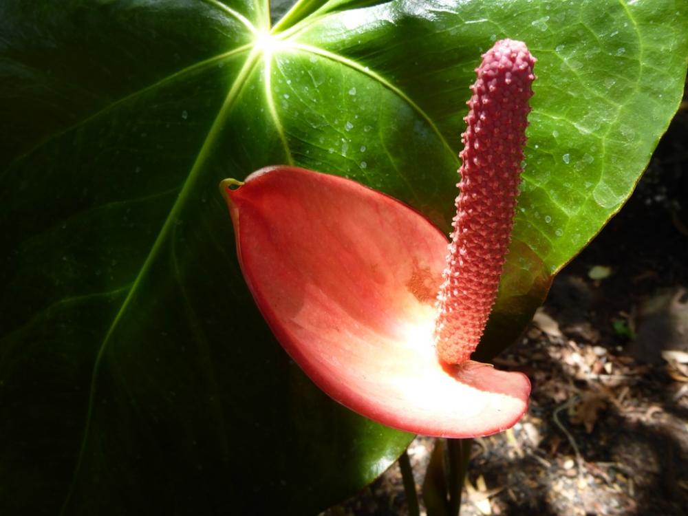 Red Flamingo Flower Flower Blossom Bloom Close Up Red Flamingo Flower Flower Blossom Bloom Close Up