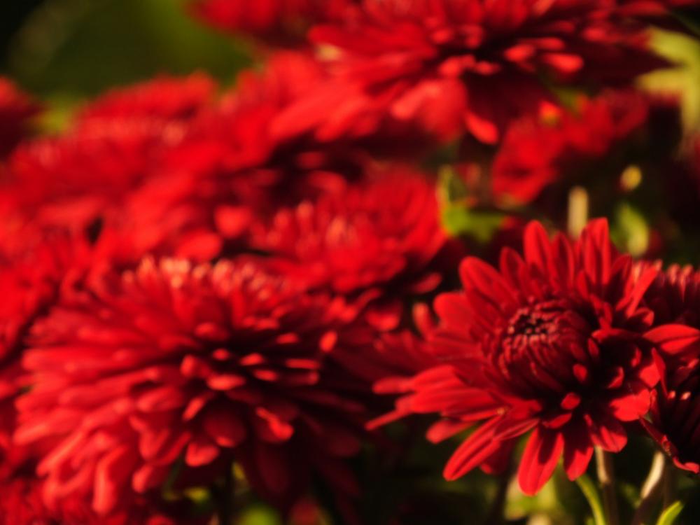 Red Flower Bright Nature Macro Garden Flowers Red Flower Bright Nature Macro Garden Flowers