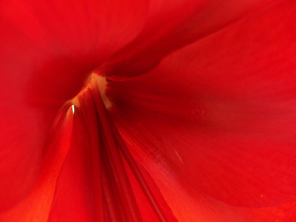 Red Flower Nature Macro Red Flower Nature Macro