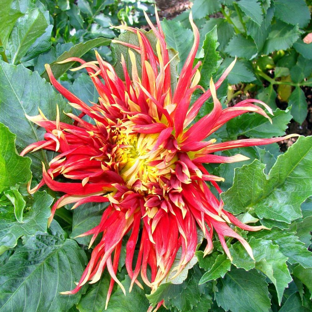 Red Yellow Chrysanthemum Flower Beauty Summer Red Yellow Chrysanthemum Flower Beauty Summer