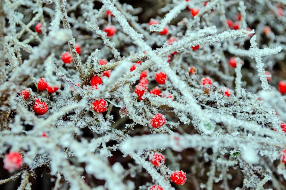 Red Berries Macro Winter Seasons Nature Beautiful Red Berries Macro Winter Seasons Nature Beautiful
