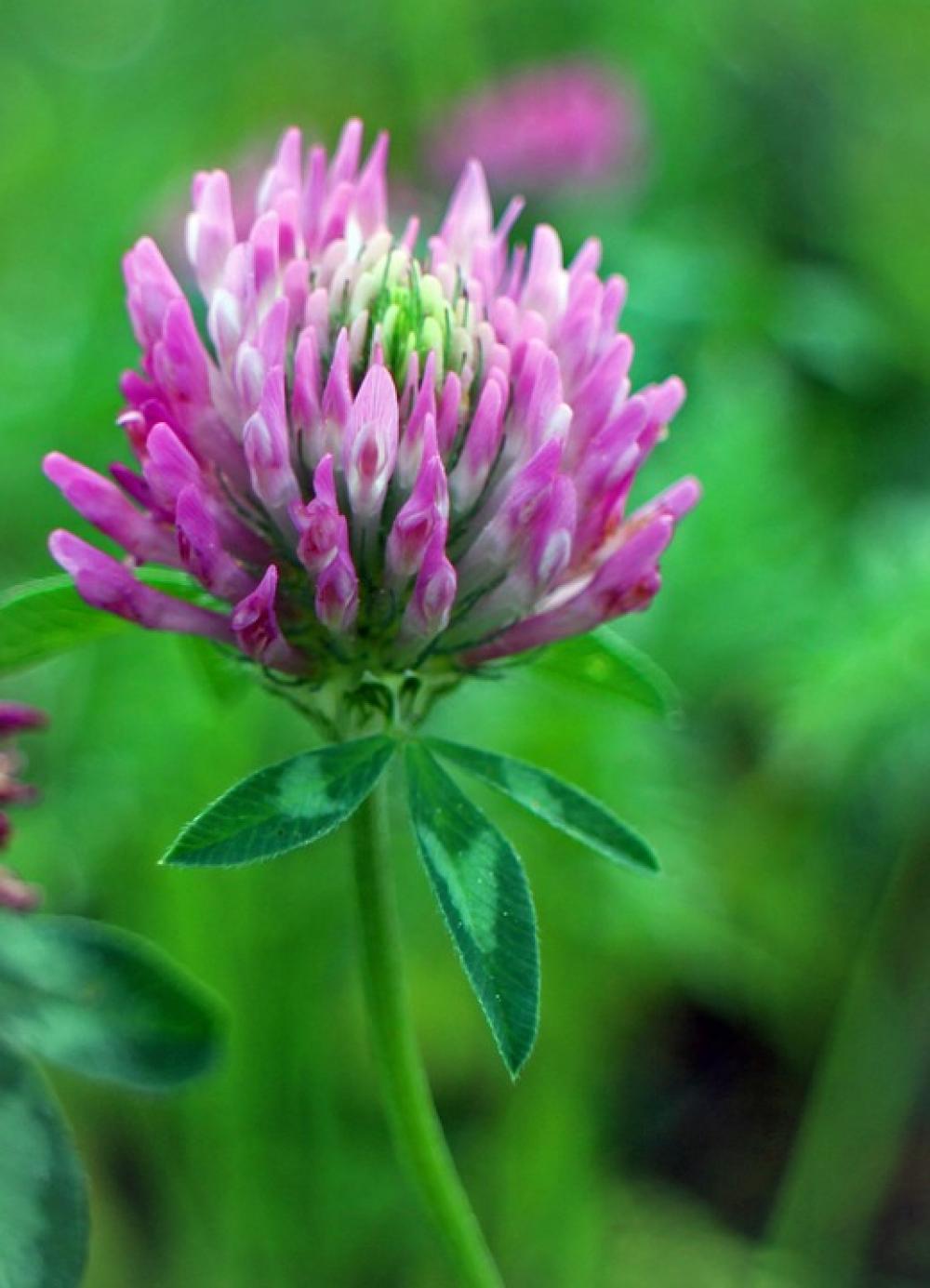 Red Clover Klee Trifolium Pratense Flowers Purple Red Clover Klee Trifolium Pratense Flowers Purple