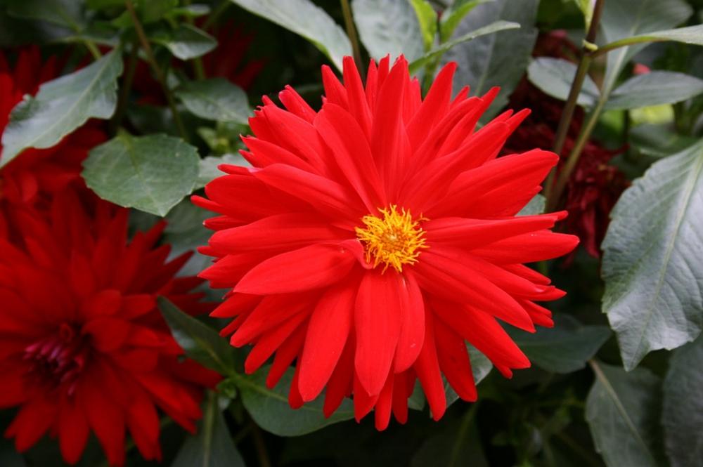 Red Daisy Red Flower Flower Of The Field Red Daisy Red Flower Flower Of The Field