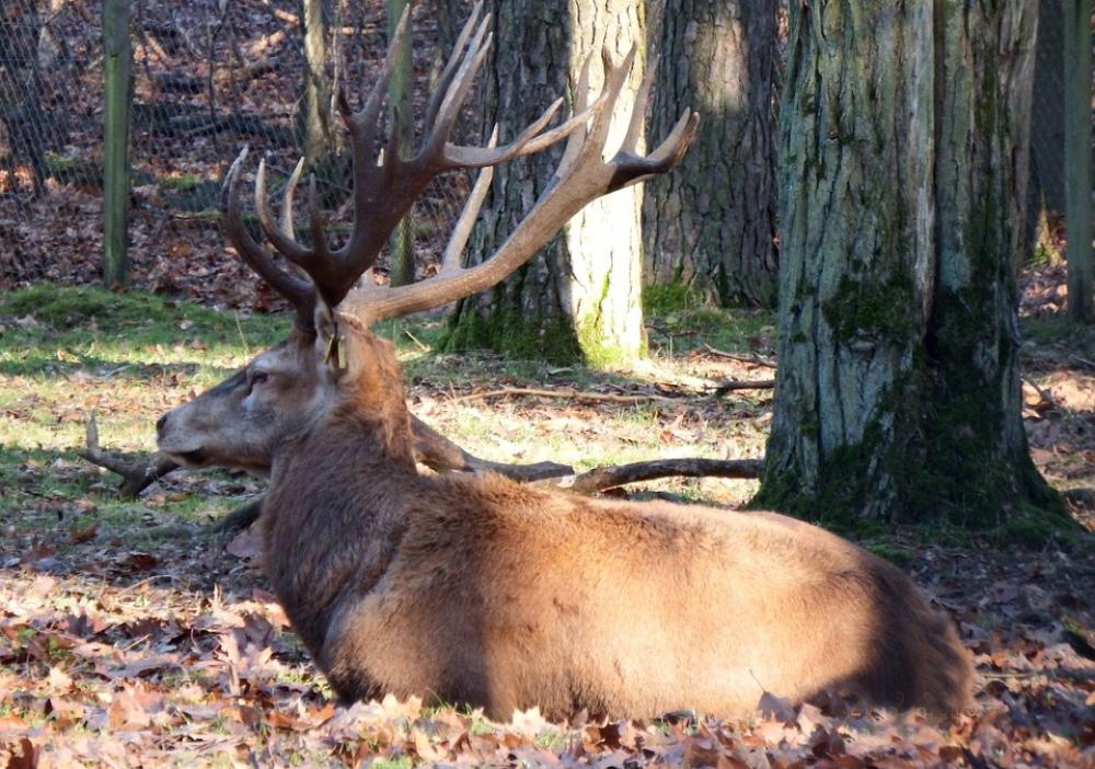 Red Deer Autumn Wild Hunting Forestry Red Deer Autumn Wild Hunting Forestry